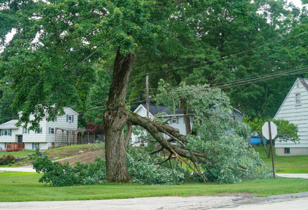 The Steps Involved in Our Tree Care Process in Gladeview, FL